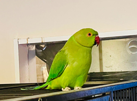 Stunning young Indian Ringnack parrot