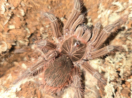 Theraposa Stirmi Juvenile Female