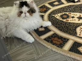 Persian sisters