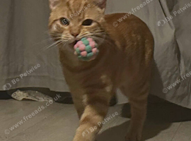 Bubu &ndash; Playful Bengal x British Shorthair Boy