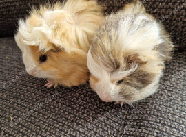 2 gorgeous young brothers