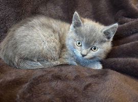 Health tested BSH kittens