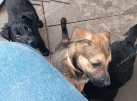 German Shepherd cross Belgian Malinois