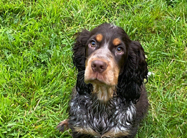 kc registered neutered show type cocker spaniel pups