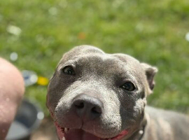 Looking for a new home