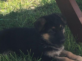 German shepherd puppies