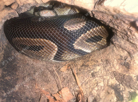 Female ball python