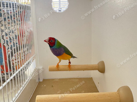 Gouldian Finch Pairs For Sale