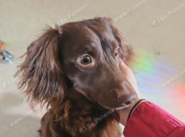 2 year old miniature daschund