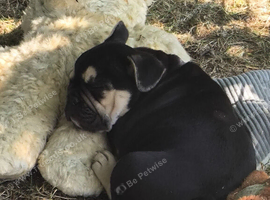 French bulldog x English bulldog