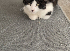 Kitten