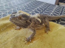 Friendly Bearded Dragon
