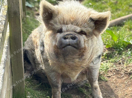 New home needed for my two 8 year old kune kune pigs.