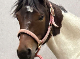 Stunning Yearling Part-bred Skewbald Filly
