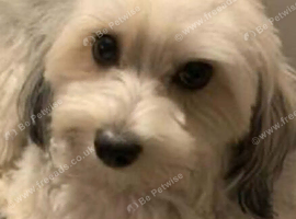 Toy Bichon frise girl 3 years old