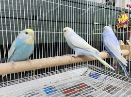 Baby rainbow budgies