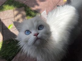 Beautiful white blue-eyed Chinchilla
