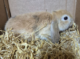 Holland lops for new homes
