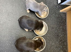 French bulldog puppies for sale