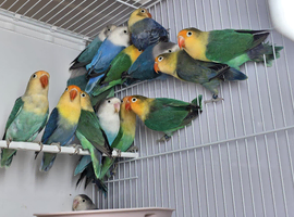 Lovebird with DNA
