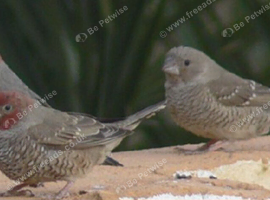 Red headed finches