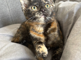 Tabby girl