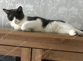 Male cat