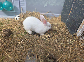 Rabbits for sale