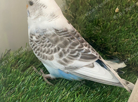 Young budgie