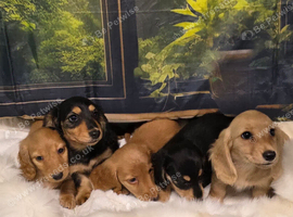 Miniature Dachshund Puppies KC Registered