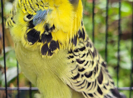 Various budgies for sale