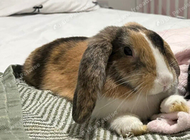 Darla