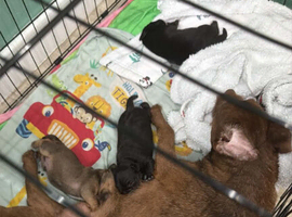 Patterjack terriers