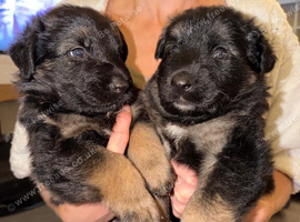 German shepherd puppies ready 7th Nov
