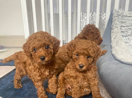 Not available. Red Toy Poodle