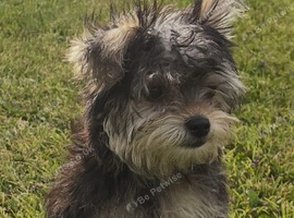 Beautiful Female Yorkshire Terrier Puppy