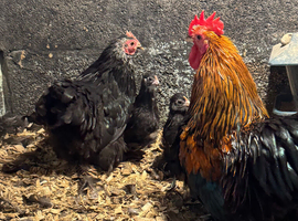 Pekins