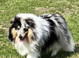 Shetland sheepdog blue Merle available for stud
