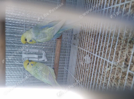 Breeding pairs of budgies for sale