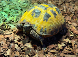 Lots of reptiles for rehome