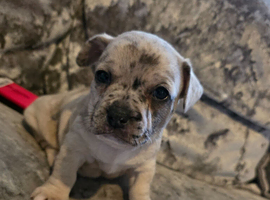 LAST PUP