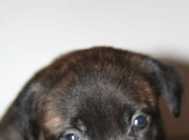 Border collie cross cane corso blondie puppies