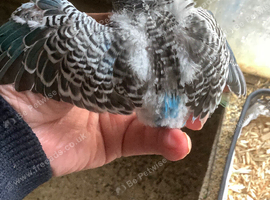 Young birds