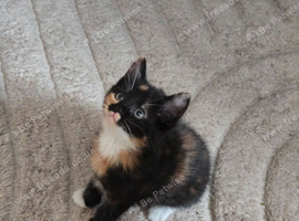 9 week old female kitten