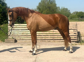 Cracking gelding for someone