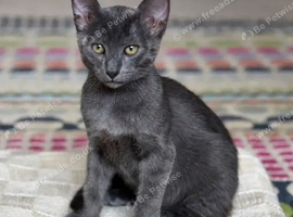 Gorgeous Russian Blue kitten