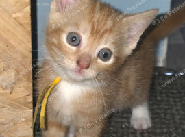 Ginger boy