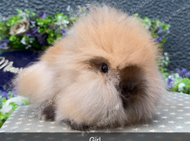Stunning purebred lionheads available now
