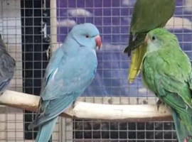Look! Parakeets/Parrots/Amazons available