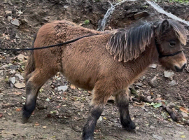 Bay filly foal